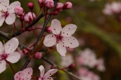 Cherry Flowers