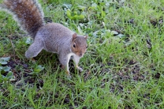 An Inquisitive Squirel