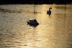 Swans on the Canal