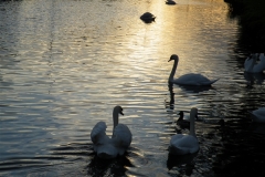 Swans on the Canal