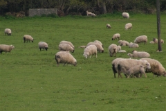 Sheep Happily Grazing