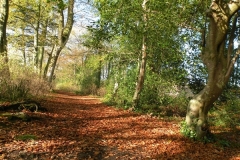 Forest walk around Drewstown House