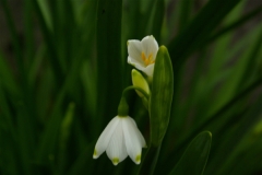 Snowbells in bloom