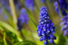 Muscari in Bloom