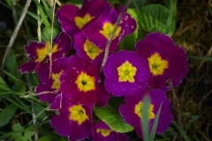 G104726