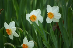 Daffodils in full bloom