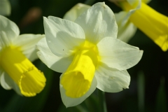 Daffodils in full bloom