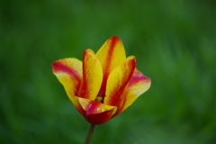 Tulip ablaze with colour