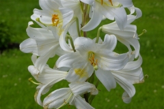 Hyacinth flower