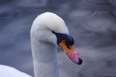 Swan