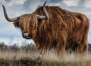 A Highland Bull in tall grass