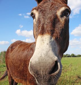 A Donkey in a Field