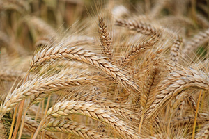 Picking Wheat the harvesters missed - The Social Welfare of Ancient Israel! - Deuteronomy 24:19 - 22